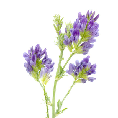 Alfalfa
