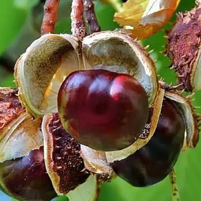 Extractos naturales de té verde, arándano y castaño de Indias