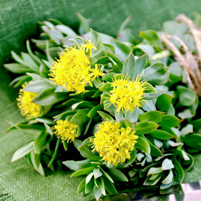 Rhodiola rosea