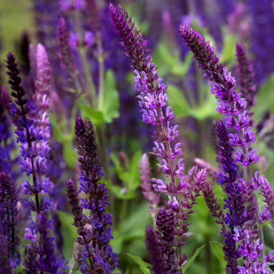 Salvia