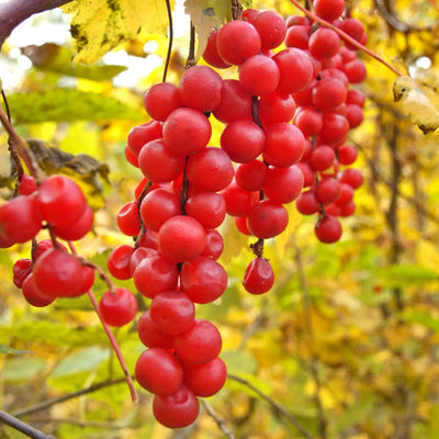 Schisandra chinesis